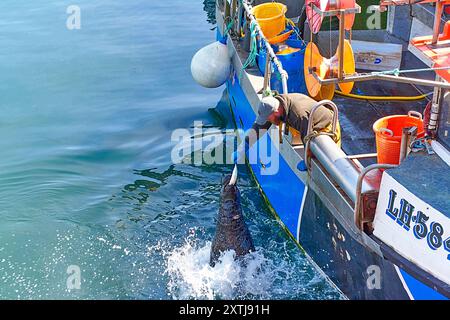 Fraserburgh Harbour Aberdeenshire Schottland Seehunde nimmt einen Fisch aus der Hand eines Fischers Stockfoto