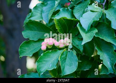 Nahaufnahme mit den Früchten einer Magnolie Stockfoto