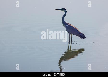 (Ardea cinerea) steht an einem heißen Sommertag auf einem See. Stockfoto