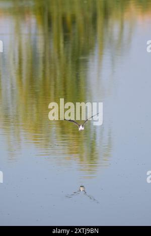 (Himantopus himantopus) im Flug über einen See Stockfoto