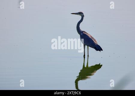 (Ardea cinerea) steht an einem heißen Sommertag auf einem See. Stockfoto