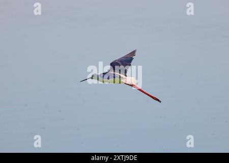 (Himantopus himantopus) im Flug über einen See Stockfoto