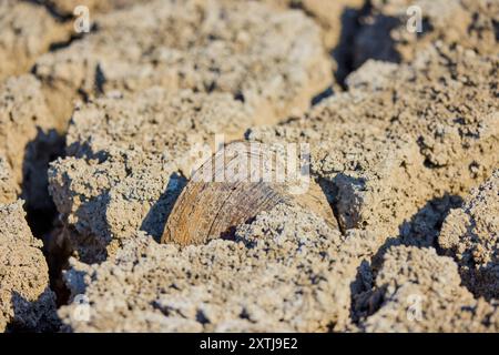 Eine große Muschel in den Rissen der Erde in einem trockenen See Stockfoto