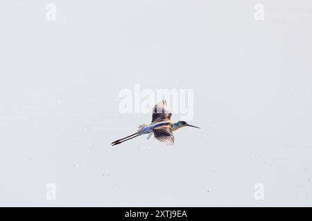 (Himantopus himantopus) im Flug über einen See Stockfoto