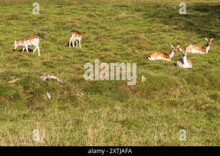 Damhirsche liegen im Gras auf einer Wiese Stockfoto