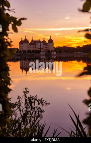 Barockschloss Moritzburg das auch als Filmkulisse bekannte Wasserschloss, liegt mitten in einem See und ist ein beliebtes Ausflugsziel. Ein Schwanenpaar hat am Seeufer sein Nest errichtet. Moritzburg Sachsen Deutschland *** Barockschloss Moritzburg das Wasserschloss, auch Filmset genannt, liegt mitten in einem See und ist ein beliebtes Ausflugsziel Ein Schwänenpaar haben ihr Nest am Seeufer Moritzburg Sachsen Deutschland gebaut Stockfoto