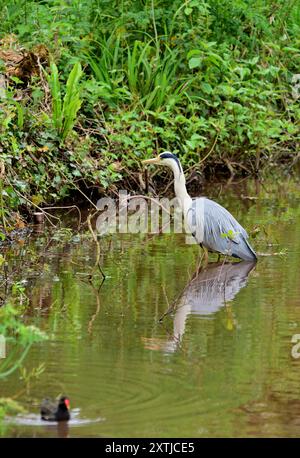 Ein grauer Reiher spiegelt sich in einem Teich im Paignton Zoo, South Devon. Stockfoto