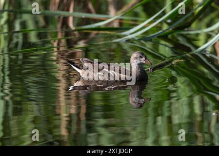 Juvenile gemeine Moorhne, die im Teichwasser schwimmen. Wilder Wasservogel und seine Reflexion in ruhigem Wasser. Grüner Teich mit Schilf Stockfoto