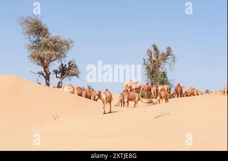 Eine große Kamelherde, die auf Baumblättern in Wüstendünen weidet, Wüstenlandschaft mit Wildtieren Stockfoto