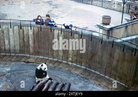 Chi-Chi, der riesige Panda, Ailuropoda melanoleuca, in ihrem Gehege, wo Erwachsene und Kinder im Londoner Zoo im Winter Anfang 1965 beobachtet werden Stockfoto