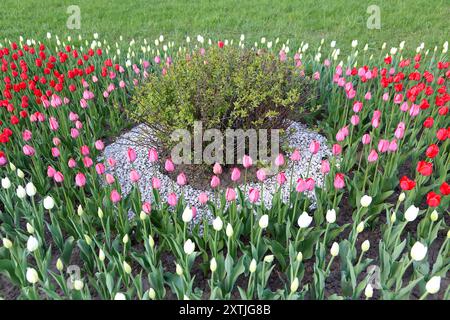 Natürliche Hintergrund mit Tulpen Blumenbeet und Bush Stockfoto