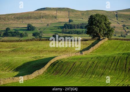 Blick vom Bellow Hill bei Abendsonne in Richtung des Niedergangs in der Nähe von Hawes, Wensleydale, Yorkshire Dales National Park, North Yorkshire Stockfoto