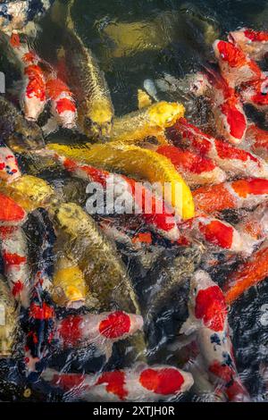 Viele bunte Koi in einem Teich während der Fütterung. Stockfoto