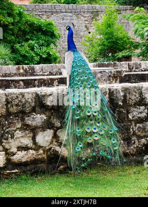 Pfau in den Klostergärten des Benediktinerklosters auf Lokrum Insel Dubrovnik Dalmatien Kroatien Stockfoto