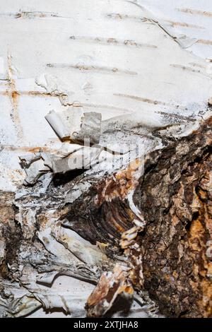 Struktur oder Hintergrund der Birkenrinde. Stockfoto