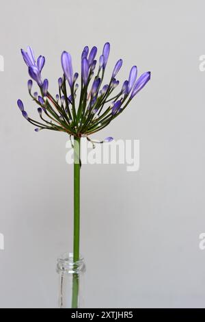 Agapanthus africanus in einer Vase auf hellgrauem Hintergrund. Minimalistisches Stillleben mit blauer Blume. Stockfoto