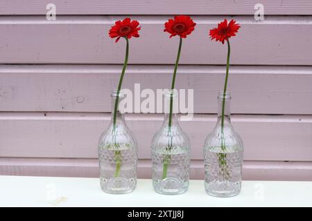 Einfaches Stillleben mit roten Blumen. Drei rote Gerbera-Blüten in einer Glasflasche vor rosa hölzernem Hintergrund mit Kopierraum. Stockfoto