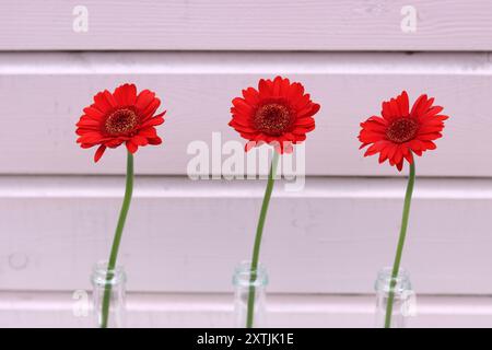 Einfaches Stillleben mit roten Blumen. Drei rote Gerbera-Blüten in einer Glasflasche vor rosa hölzernem Hintergrund mit Kopierraum. Stockfoto