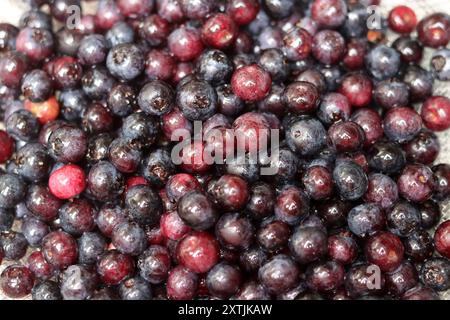Hintergrund frischer reifer Heidelbeeren, Nahaufnahme, Makrofoto. Konzept für gesunde Ernährung. Stockfoto
