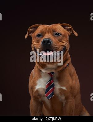 Ein Thai Ridgeback und ein Staffordshire Bull Terrier spielen spielerisch in einer inszenierten Szene mit dem Ridgeback, der einen klassischen schwarzen Hut trägt und sanft ist Stockfoto