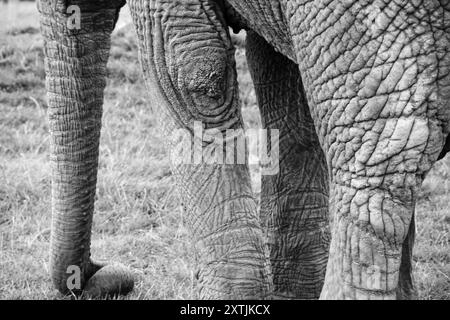 Von Safari inspirierte Elefantenbeine aus nächster Nähe. Diese afrikanischen Tiere haben große, klobige Beine und graue faltige Haut. Die Füße sind so konstruiert, dass sie das Gewicht tragen Stockfoto