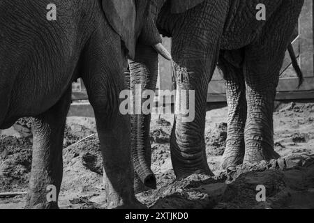 Von Safari inspirierte Elefantenbeine aus nächster Nähe. Diese afrikanischen Tiere haben große, klobige Beine und graue faltige Haut. Die Füße sind so konstruiert, dass sie das Gewicht tragen Stockfoto