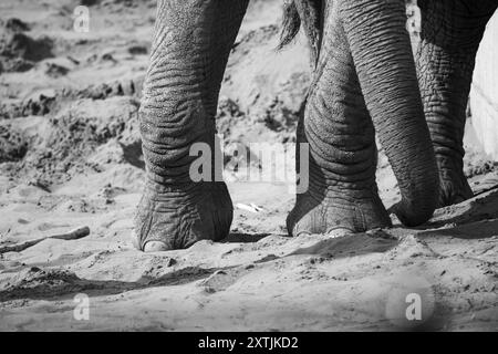 Von Safari inspirierte Elefantenbeine aus nächster Nähe. Diese afrikanischen Tiere haben große, klobige Beine und graue faltige Haut. Die Füße sind so konstruiert, dass sie das Gewicht tragen Stockfoto