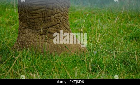 Von Safari inspirierte Elefantenbeine aus nächster Nähe. Diese afrikanischen Tiere haben große, klobige Beine und graue faltige Haut. Die Füße sind so konstruiert, dass sie das Gewicht tragen Stockfoto