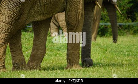 Von Safari inspirierte Elefantenbeine aus nächster Nähe. Diese afrikanischen Tiere haben große, klobige Beine und graue faltige Haut. Die Füße sind so konstruiert, dass sie das Gewicht tragen Stockfoto