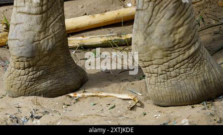 Von Safari inspirierte Elefantenbeine aus nächster Nähe. Diese afrikanischen Tiere haben große, klobige Beine und graue faltige Haut. Die Füße sind so konstruiert, dass sie das Gewicht tragen Stockfoto