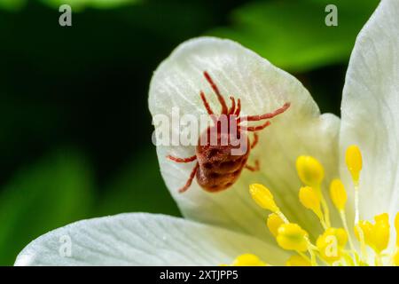 Nahaufnahme von Makro-Rotsamtmilbe oder Trombidiidae in natürlicher Umgebung auf einer weißen Anemonblume. Stockfoto