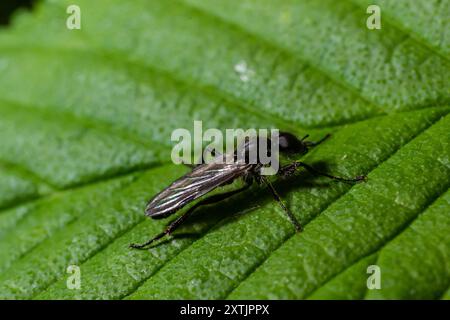 Aquilegia sawfly genannt auch columbine sawfly Pristiphora rufipes. Häufige Schädlingsbefall von Johannisbeeren und Stachelbeeren in Gärten und Plantagen. Stockfoto