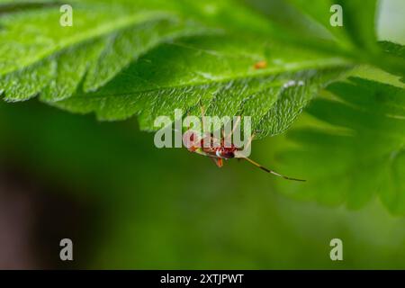 Selektive Nahaufnahme eines Rotwein-Mirid-Pflanzenwanzes, Deraeocoris ruber, sitzt auf einem Blatt im Garten vor grünem Hintergrund. Stockfoto