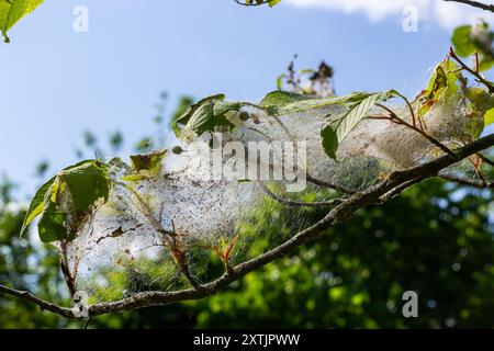 Eine Gruppe von Larven des Vogelkirscherbchens Yponomeuta evonymella verpuppt sich in dicht gepackten gemeinschaftlichen, weißen Netzen auf einem Baumstamm und Ästen zwischen grünen Leven Stockfoto