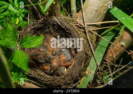 Babyvögel in den Nestvögeln und Nebeldrosseln. Drosseln. Stockfoto