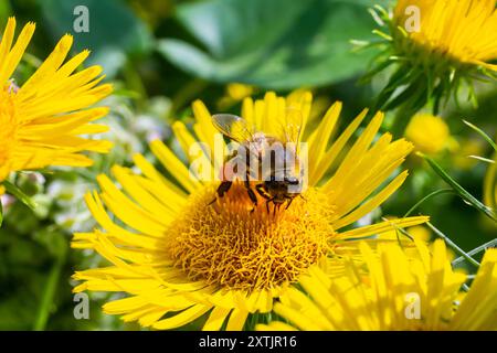 Eine fliegende Honigbiene sammelt Pollen auf einer Blume. Stockfoto