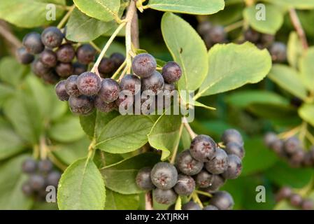 Schwarze Aronia oder Aronia melanocarpa (Michx.) Elliot Rosaceae Beeren Früchte auf Sträuchern im botanischen Garten in Sofia Bulgarien, Osteuropa, Balkan Stockfoto