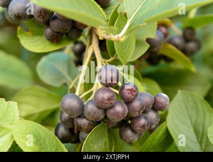 Schwarze Aronia oder Aronia melanocarpa (Michx.) Elliot Rosaceae Beeren am Zweig Stockfoto