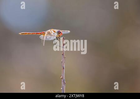 Libelle vor verschwommenem Hintergrund. Sympetrum fonscolombii Libellulidae auf Korsika. Stockfoto