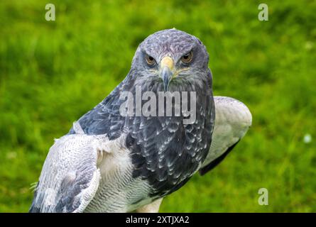 Der chilenische Blauadler Geranoaetus melanoleucus australis, auch bekannt als westlicher Bussardadler mit schwarzer Brust Stockfoto