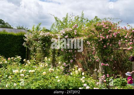 Wunderschöne Farben in den David Austin English Rose Gardens, Albrighton, Shropshire. UK Stockfoto