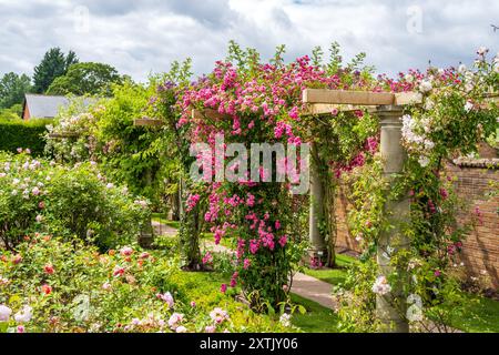 Wunderschöne Farben in den David Austin English Rose Gardens, Albrighton, Shropshire. UK Stockfoto