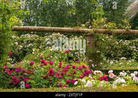 Wunderschöne Farben in den David Austin English Rose Gardens, Albrighton, Shropshire. UK Stockfoto