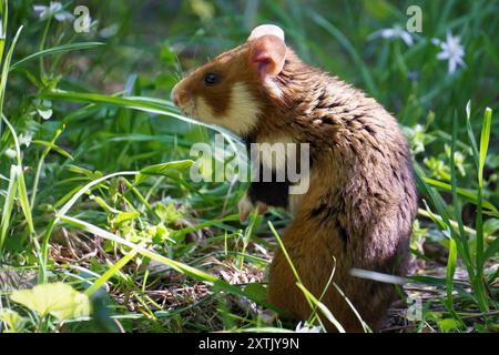Nahaufnahmen von braunem und weißem europäischem Hamster (oder Schwarzbauchhamster, Cricetus cricetus) in grünem Wiesengras in aufrechter Position, die einen anstarren Stockfoto