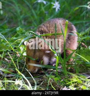 Nahaufnahmen von braunem und weißem europäischem Hamster (oder Schwarzbauchhamster, Cricetus cricetus) im grünen Wiesengras in Wien, Österreich Stockfoto