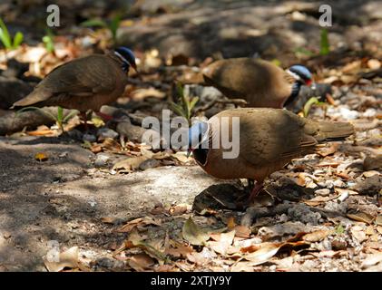 Blauköpfige Wachteltaube, Starnoenas cyanocephala, Columbidae, Columbiformes, Aves. Zapata Peninsular, Kuba. Gefährdete Taube. Stockfoto