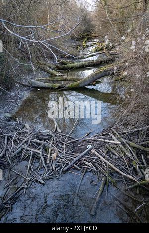 Riesiger Biberdamm mit vielen Bäumen in Wien, Österreich Stockfoto