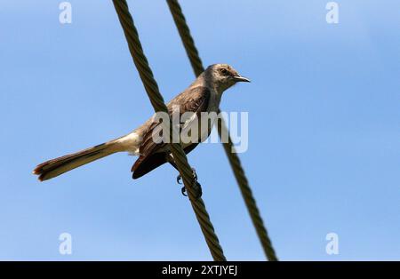 Nordmockingbird, Mimus polyglottos orpheus, Mimidae, Passeriformes, Aves. Erwachsener, auf einem Telegrafenkabel. Zapata Halbinsel, Kuba, Karibik. Stockfoto