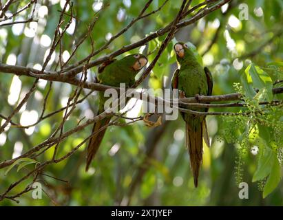 Kubanische Sittiche, Psittacara euops, Arinae, Psittacidae, Psittaciformes, Aves. Kuba. Der kubanische Sittich (Psittacara euops) ist eine Papageienart. Koppeln Stockfoto