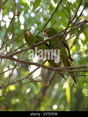 Kubanische Sittiche, Psittacara euops, Arinae, Psittacidae, Psittaciformes, Aves. Kuba. Der kubanische Sittich (Psittacara euops) ist eine Papageienart. Koppeln Stockfoto